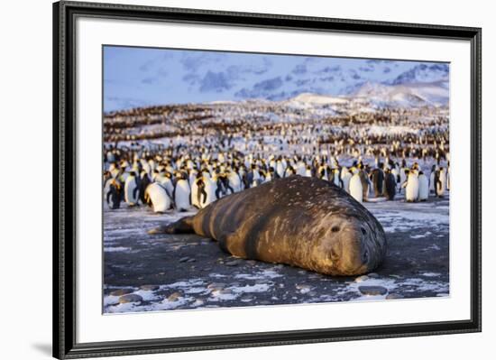 Southern elephant seal, male at sunrise, St Andrews Bay, South Georgia-Tony Heald-Framed Photographic Print