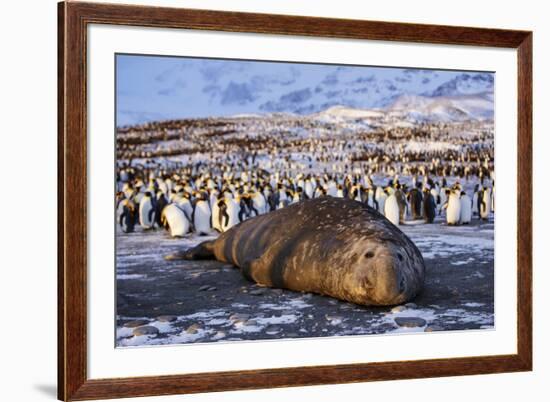 Southern elephant seal, male at sunrise, St Andrews Bay, South Georgia-Tony Heald-Framed Photographic Print