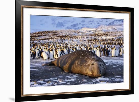 Southern elephant seal, male at sunrise, St Andrews Bay, South Georgia-Tony Heald-Framed Photographic Print