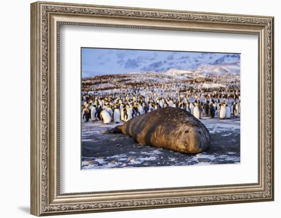 Southern elephant seal, male at sunrise, St Andrews Bay, South Georgia-Tony Heald-Framed Photographic Print