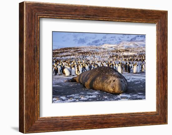 Southern elephant seal, male at sunrise, St Andrews Bay, South Georgia-Tony Heald-Framed Photographic Print