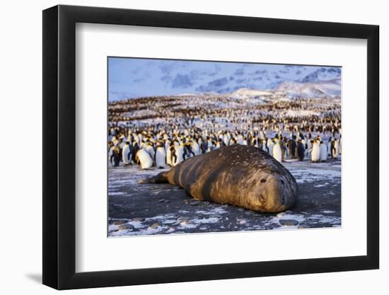 Southern elephant seal, male at sunrise, St Andrews Bay, South Georgia-Tony Heald-Framed Photographic Print