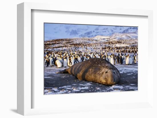 Southern elephant seal, male at sunrise, St Andrews Bay, South Georgia-Tony Heald-Framed Photographic Print