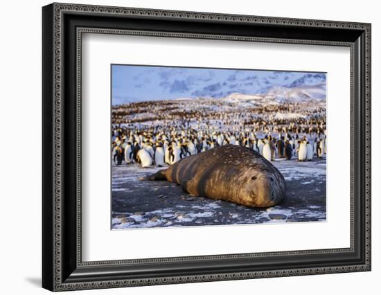 Southern elephant seal, male at sunrise, St Andrews Bay, South Georgia-Tony Heald-Framed Photographic Print