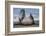 Southern elephant seal, male flicking sand over body on beach. Right Whale Bay, South Georgia-Tony Heald-Framed Photographic Print