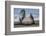 Southern elephant seal, male flicking sand over body on beach. Right Whale Bay, South Georgia-Tony Heald-Framed Photographic Print