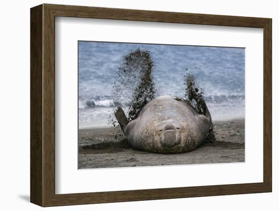 Southern elephant seal, male flicking sand over body on beach. Right Whale Bay, South Georgia-Tony Heald-Framed Photographic Print