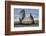 Southern elephant seal, male flicking sand over body on beach. Right Whale Bay, South Georgia-Tony Heald-Framed Photographic Print