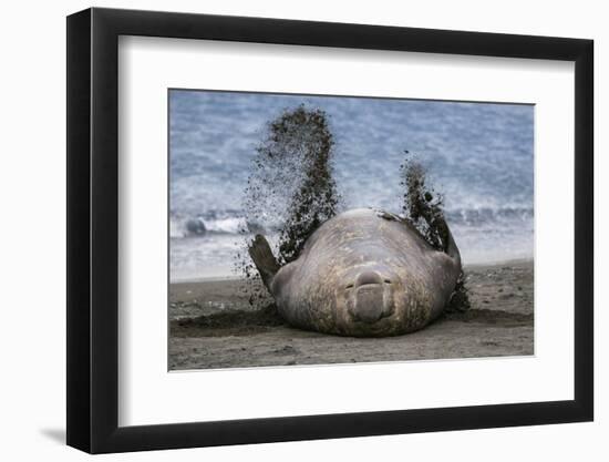 Southern elephant seal, male flicking sand over body on beach. Right Whale Bay, South Georgia-Tony Heald-Framed Photographic Print