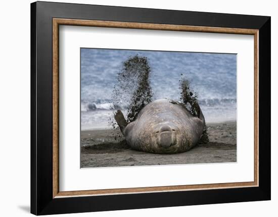Southern elephant seal, male flicking sand over body on beach. Right Whale Bay, South Georgia-Tony Heald-Framed Photographic Print