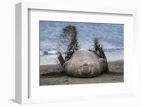 Southern elephant seal, male flicking sand over body on beach. Right Whale Bay, South Georgia-Tony Heald-Framed Photographic Print