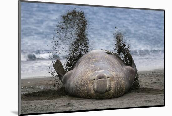 Southern elephant seal, male flicking sand over body on beach. Right Whale Bay, South Georgia-Tony Heald-Mounted Photographic Print