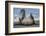 Southern elephant seal, male flicking sand over body on beach. Right Whale Bay, South Georgia-Tony Heald-Framed Photographic Print