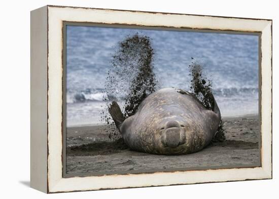 Southern elephant seal, male flicking sand over body on beach. Right Whale Bay, South Georgia-Tony Heald-Framed Premier Image Canvas