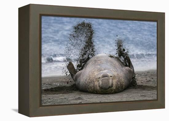 Southern elephant seal, male flicking sand over body on beach. Right Whale Bay, South Georgia-Tony Heald-Framed Premier Image Canvas