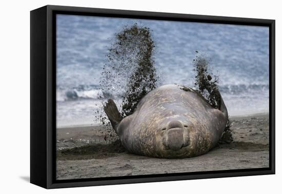 Southern elephant seal, male flicking sand over body on beach. Right Whale Bay, South Georgia-Tony Heald-Framed Premier Image Canvas