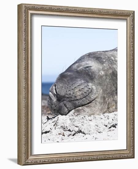 Southern Elephant Seal Males are Social after the Breeding Season-Martin Zwick-Framed Photographic Print