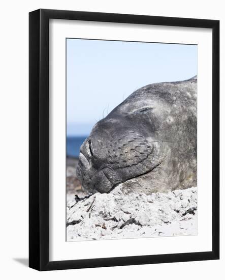 Southern Elephant Seal Males are Social after the Breeding Season-Martin Zwick-Framed Photographic Print