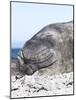 Southern Elephant Seal Males are Social after the Breeding Season-Martin Zwick-Mounted Photographic Print