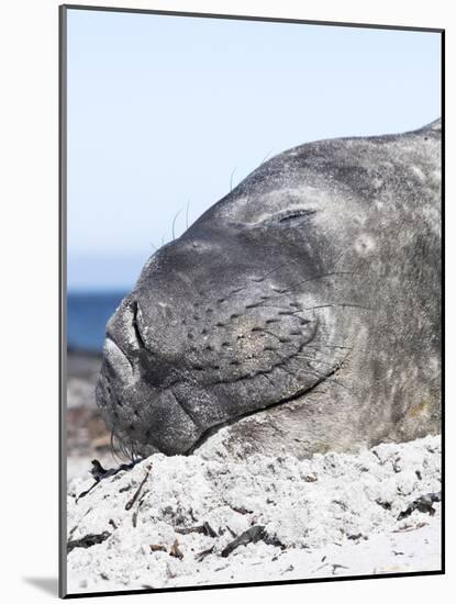 Southern Elephant Seal Males are Social after the Breeding Season-Martin Zwick-Mounted Photographic Print