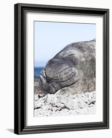 Southern Elephant Seal Males are Social after the Breeding Season-Martin Zwick-Framed Photographic Print