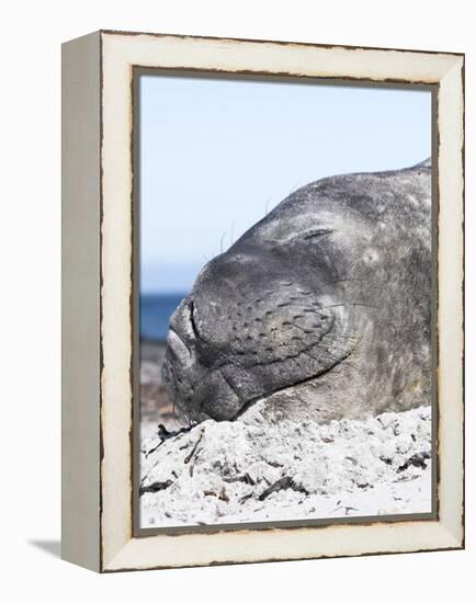 Southern Elephant Seal Males are Social after the Breeding Season-Martin Zwick-Framed Premier Image Canvas