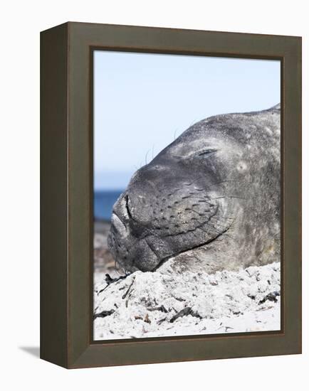 Southern Elephant Seal Males are Social after the Breeding Season-Martin Zwick-Framed Premier Image Canvas