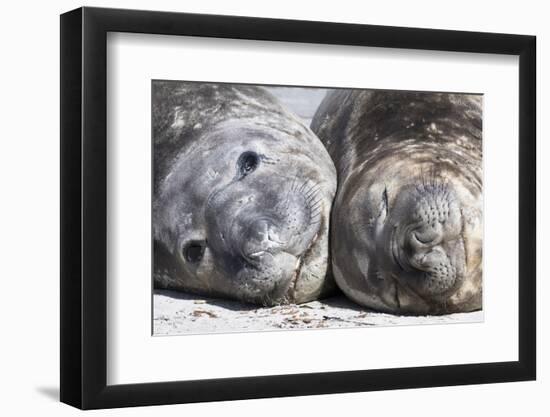 Southern Elephant Seal Males are Social after the Breeding Season-Martin Zwick-Framed Photographic Print