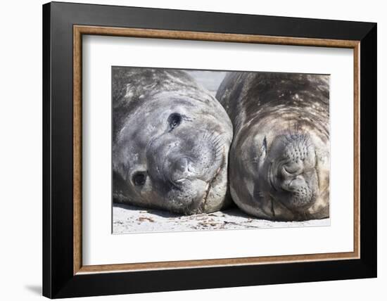 Southern Elephant Seal Males are Social after the Breeding Season-Martin Zwick-Framed Photographic Print