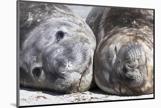 Southern Elephant Seal Males are Social after the Breeding Season-Martin Zwick-Mounted Photographic Print