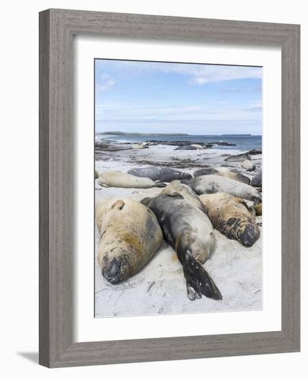 Southern Elephant Seal Males on Sandy Beach, Falkland Islands-Martin Zwick-Framed Photographic Print