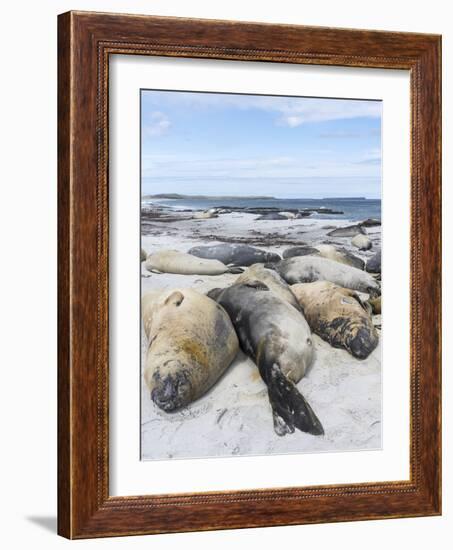 Southern Elephant Seal Males on Sandy Beach, Falkland Islands-Martin Zwick-Framed Photographic Print