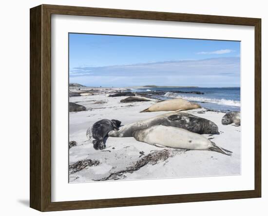 Southern Elephant Seal Males on Sandy Beach, Falkland Islands-Martin Zwick-Framed Photographic Print