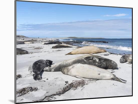 Southern Elephant Seal Males on Sandy Beach, Falkland Islands-Martin Zwick-Mounted Photographic Print