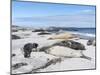 Southern Elephant Seal Males on Sandy Beach, Falkland Islands-Martin Zwick-Mounted Photographic Print