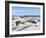 Southern Elephant Seal Males on Sandy Beach, Falkland Islands-Martin Zwick-Framed Photographic Print