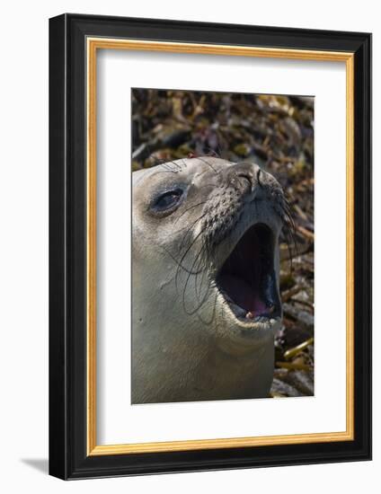 Southern elephant seal, Mirounga leonina, barking.-Sergio Pitamitz-Framed Photographic Print