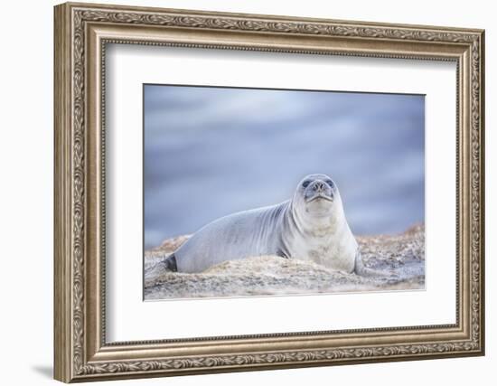 Southern elephant seal (Mirounga leonina) female resting on a sandy beach-Marco Simoni-Framed Photographic Print