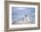 Southern elephant seal (Mirounga leonina) female resting on a sandy beach-Marco Simoni-Framed Photographic Print