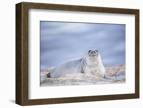 Southern elephant seal (Mirounga leonina) female resting on a sandy beach-Marco Simoni-Framed Photographic Print