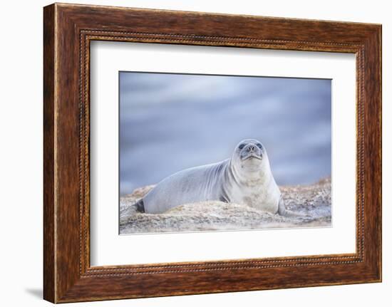 Southern elephant seal (Mirounga leonina) female resting on a sandy beach-Marco Simoni-Framed Photographic Print