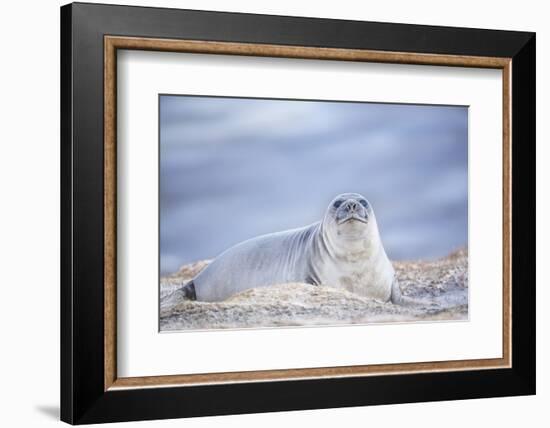 Southern elephant seal (Mirounga leonina) female resting on a sandy beach-Marco Simoni-Framed Photographic Print