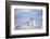 Southern elephant seal (Mirounga leonina) female resting on a sandy beach-Marco Simoni-Framed Photographic Print