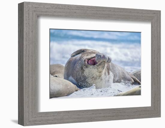 Southern elephant seal (Mirounga leonina) male on a sandy beach, Sea Lion Island, Falkland Islands-Marco Simoni-Framed Photographic Print