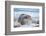 Southern elephant seal (Mirounga leonina) male on a sandy beach, Sea Lion Island, Falkland Islands-Marco Simoni-Framed Photographic Print