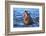 Southern elephant seal (Mirounga leonina) male roaring, Sea Lion Island-Marco Simoni-Framed Photographic Print