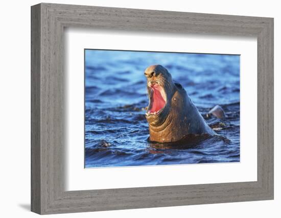 Southern elephant seal (Mirounga leonina) male roaring, Sea Lion Island-Marco Simoni-Framed Photographic Print