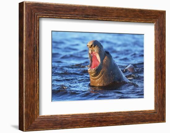 Southern elephant seal (Mirounga leonina) male roaring, Sea Lion Island-Marco Simoni-Framed Photographic Print