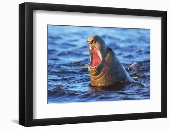 Southern elephant seal (Mirounga leonina) male roaring, Sea Lion Island-Marco Simoni-Framed Photographic Print