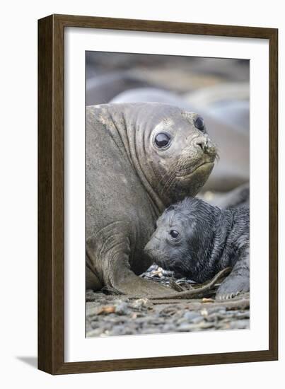 Southern Elephant Seal pup with mother, South Georgia-Alex Hyde-Framed Photographic Print